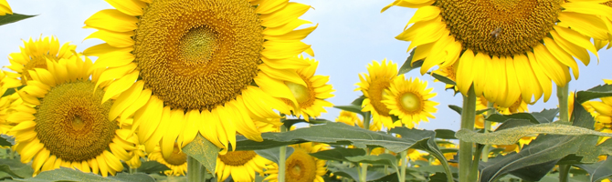 法人向けの保険